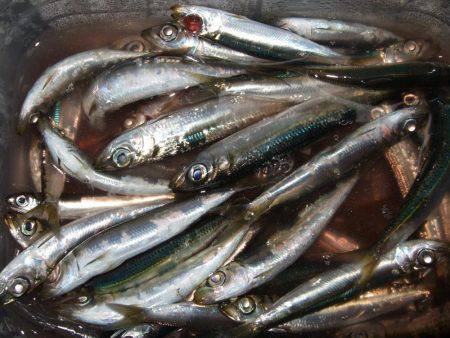 タチウオ釣り、サビキは好調！