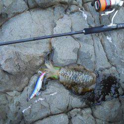 エギングで磯のアオリイカ釣り