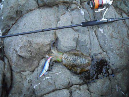 エギングで磯のアオリイカ釣り