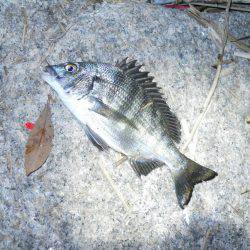 夕方～エビ撒き釣りで根魚