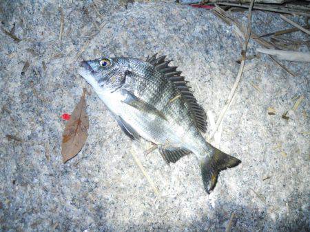 夕方～エビ撒き釣りで根魚