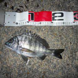 夕方～雨天のエビ撒き釣り