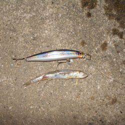 良型シーバスゲット♪