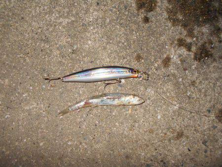 良型シーバスゲット♪