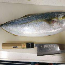 ルアーでハマチ