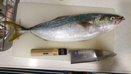 ルアーでハマチ