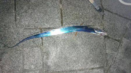 夜釣りで夜サビキとタチウオ