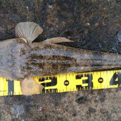 仕事前の朝練で三目キャッチ