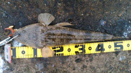 仕事前の朝練で三目キャッチ