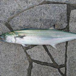 ノマセでハマチ、ツバス爆釣