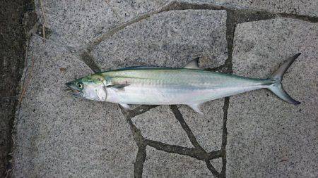 ノマセでハマチ、ツバス爆釣