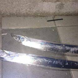 タチタチ釣りました