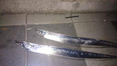 タチタチ釣りました