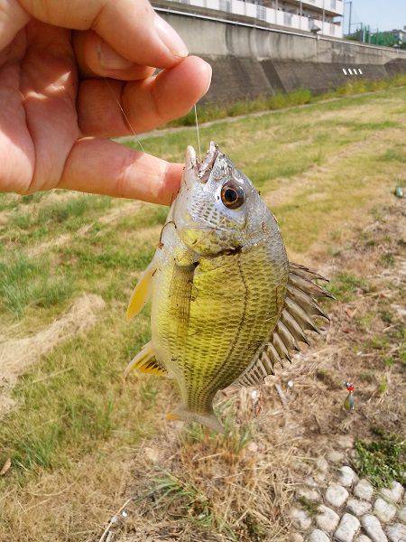 明石川河口で8目釣り