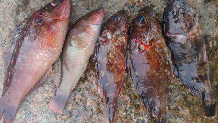 のんびり探り釣り