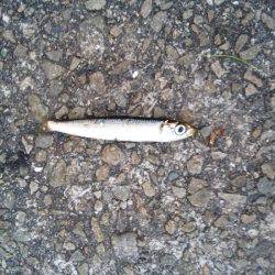 大蔵海岸でえんぴつサヨリ