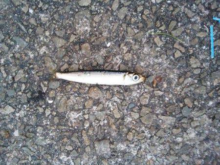 大蔵海岸でえんぴつサヨリ