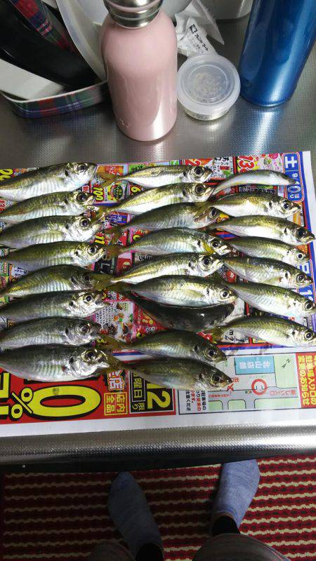 小島からの雑が崎