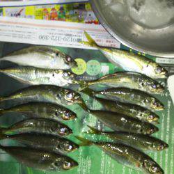 台風のあとアジング