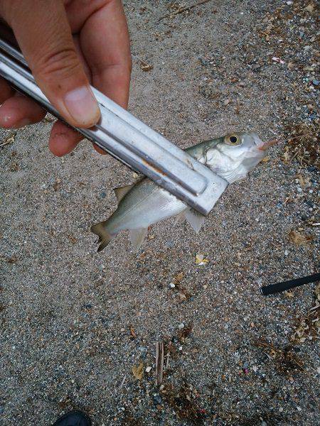 明石川河口サーフでキス釣り