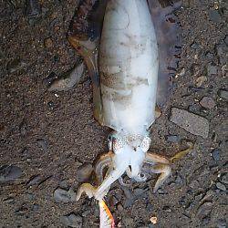 遠征２日目 須賀利編