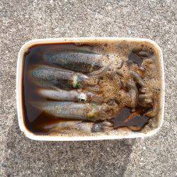 アオリイカの新子で沖漬け