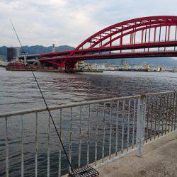 北公園サビキ継続的に釣れてます