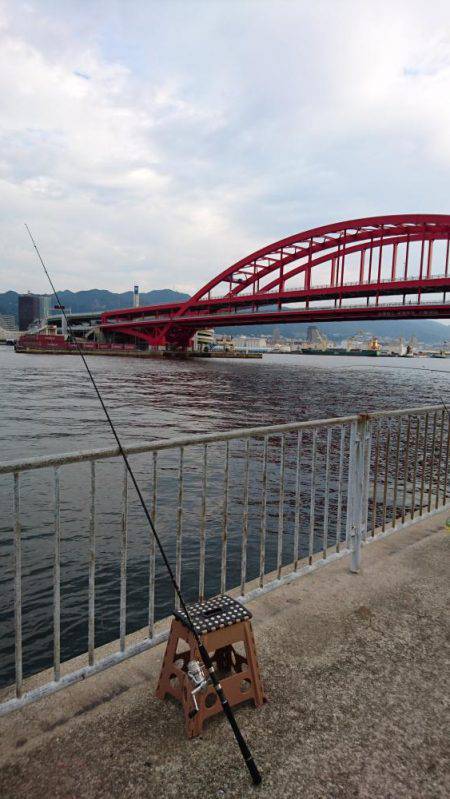 北公園サビキ継続的に釣れてます