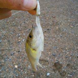 明石川のライトゲームでメッキ