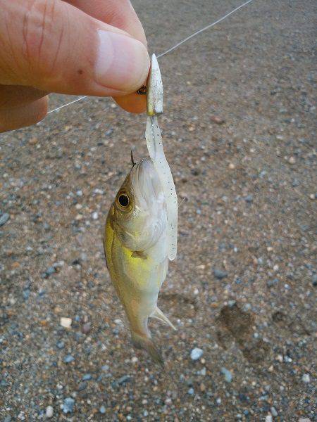 明石川のライトゲームでメッキ