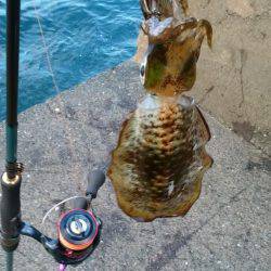 アオリ今秋初釣行