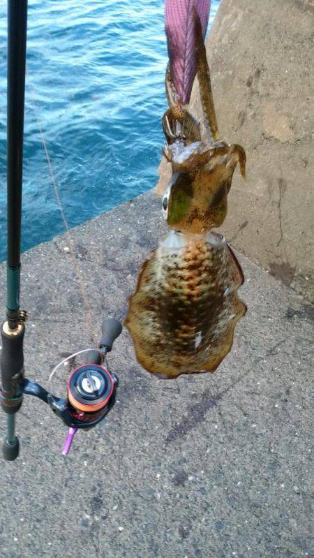 アオリ今秋初釣行