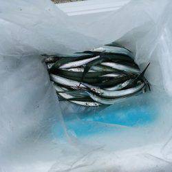 大蔵海岸でえんぴつサヨリ&アオリイカの新子