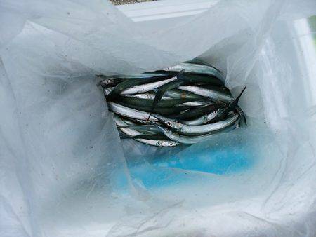 大蔵海岸でえんぴつサヨリ&アオリイカの新子