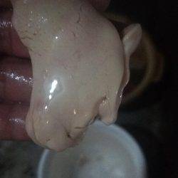 沼島カワハギ、サンバソウ