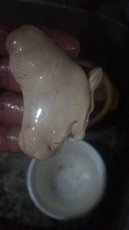 沼島カワハギ、サンバソウ