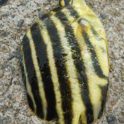 ゴンズイ爆釣 15品目達成