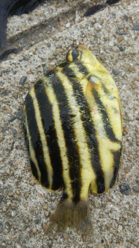 ゴンズイ爆釣 15品目達成