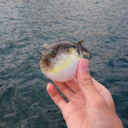 タイラバサビキでアカビラ(カンパチ)、アコウゲット！