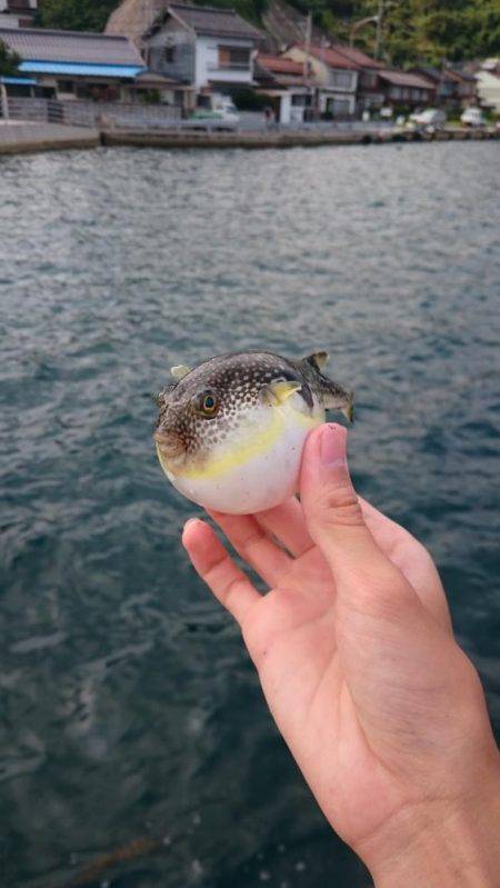 タイラバサビキでアカビラ(カンパチ)、アコウゲット！