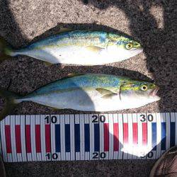 サビキで青物。今度はツバス！