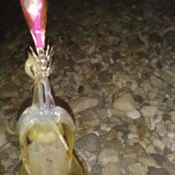 苦戦のアオリイカ