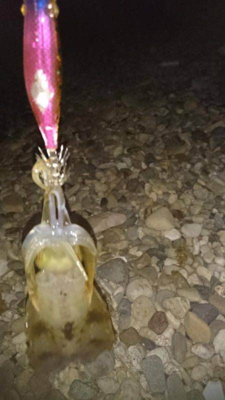 苦戦のアオリイカ