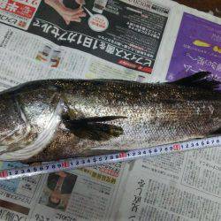 かもめ大橋釣果
