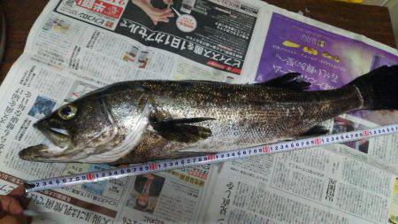 かもめ大橋釣果