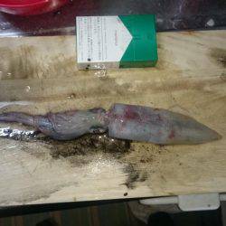 エギングオンリー