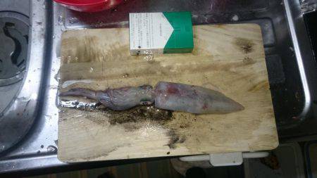 エギングオンリー