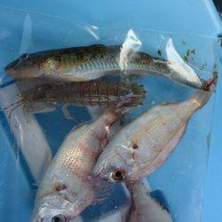 投げ釣り、キス釣り