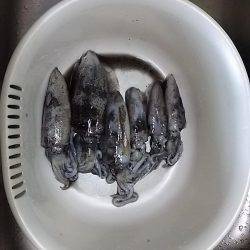 貝塚でアオリイカ新子