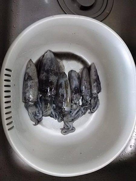 貝塚でアオリイカ新子